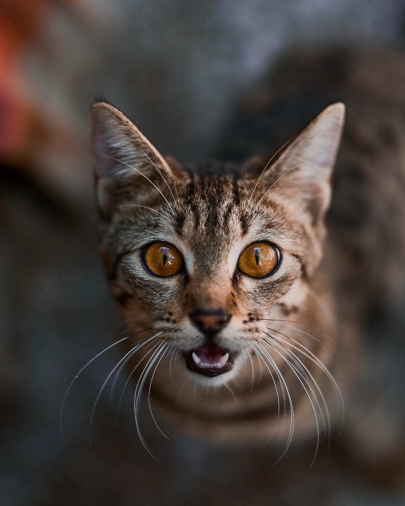 How Much Litter To Put In Litter Box Stranded At Home how-much-litter-to-put-in-litter-box-stranded-at-home